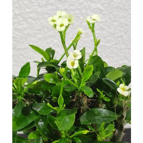 Efhorbia-Dikenler Tacı Çiçeği Beyaz Çiçekli - Resim 2