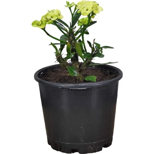 Efhorbia Dikenler Tacı Çiçeği Fidanı Sarı 10-20 cm