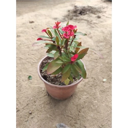 Kırmızı Dikenler Tacı Fidanı 10-20 cm