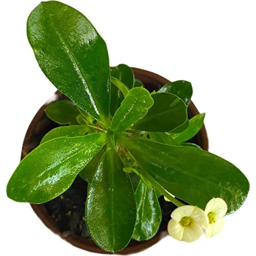 Efhorbia Küçük Boy Dikenler Tacı Fidanı Beyaz 10-20 cm - Resim 3