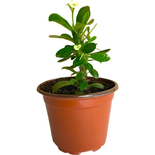 Efhorbia Küçük Boy Dikenler Tacı Fidanı Beyaz 10-20 cm - Resim 2