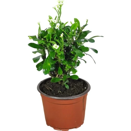 Efhorbia-Dikenler Tacı Çiçeği Beyaz Çiçekli ürün görseli