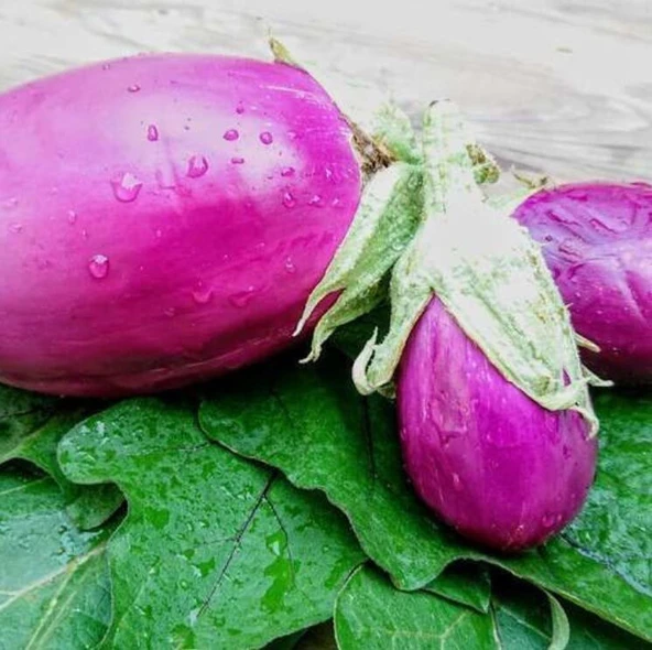 Rosita Etli Patlıcan Tohumu (15 tohum)