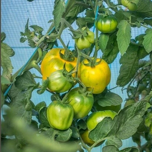 İllusia Sarı Etli Domates Tohumu (15 tohum) - Resim 2