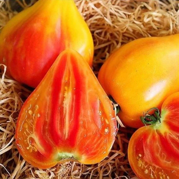 Striped Oxheart Fire Etli Beef Kalp Şeklinde Domates Tohumu (10 tohum)