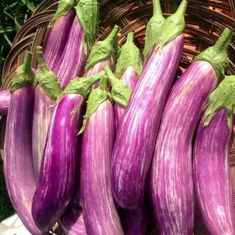Long Variegated Uzun Etli Patlıcan Tohumu (15 tohum)