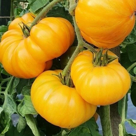 Big Yellow Domates Tohumu (15 tohum) ürün görseli