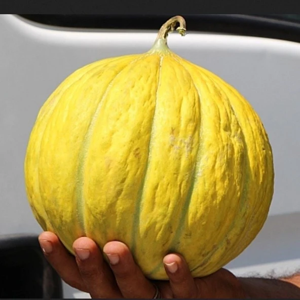Geleneksel Doğal Kokulu On Dilim Kavun Tohumu (20 tohum) ürün görseli