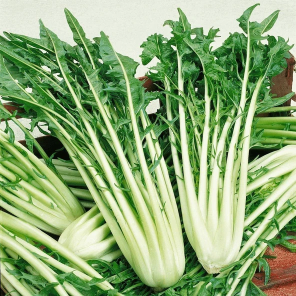 İtalyan Mutfağına Özgü Geleneksel Catalogna Emerald Endive Tohumu (50 tohum)