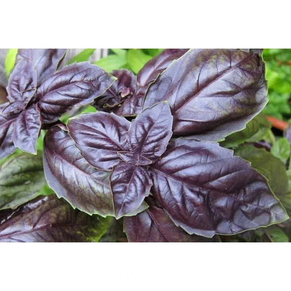 Kurutulmuş Reyhan - Doğal ve Lezzetli Baharat 100gr - 2