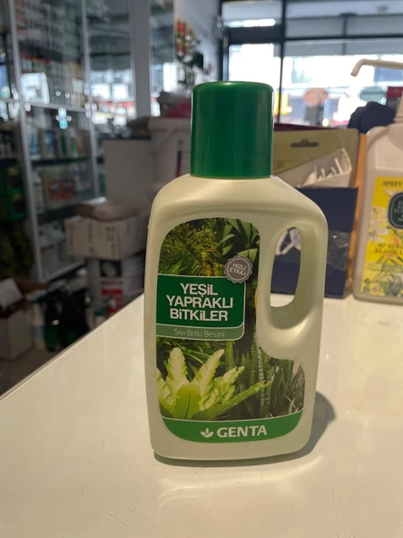 GENTA YEŞİL YAPRAKLI BİTKİLER