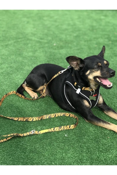 Tailpetz Air-Mesh Harness Köpek Göğüs Tasması 3XSmall Moon - 2