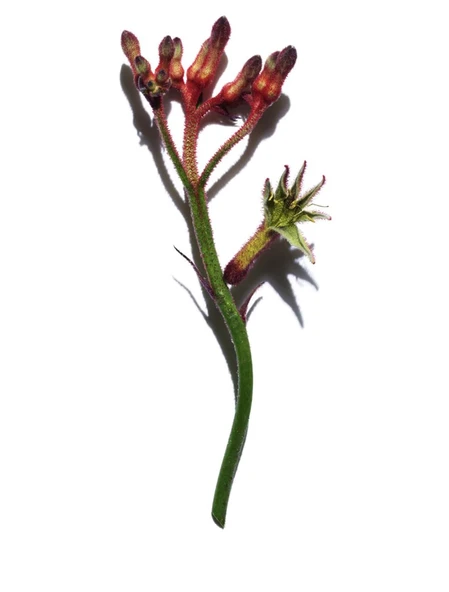 Clarins Extra-Firming Phyto - Kırışıklık Karşıtı Cilt Sıkılaştırıcı Serum 50 ml - Resim 3