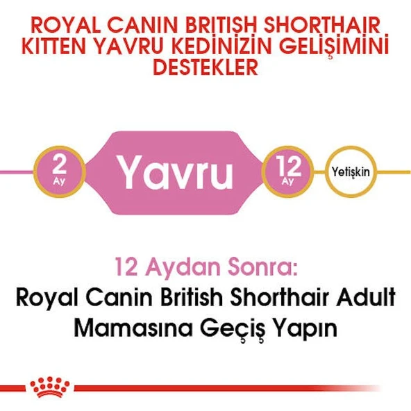Royal Canin British Shorthair Kitten Yavru Kedi Maması 2 Kg - Resim 5