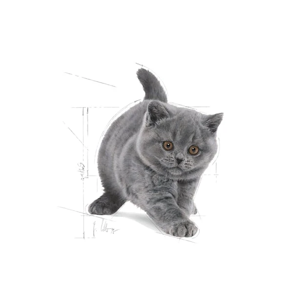 Royal Canin British Shorthair Kitten Yavru Kedi Maması 2 Kg - Resim 3