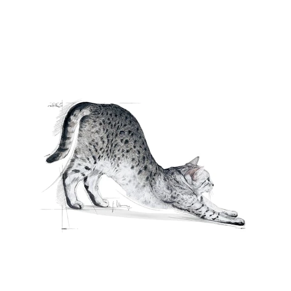 Royal Canin Indoor 27 Ev Kedileri İçin Yetişkin Kedi Maması 2 Kg - Resim 3