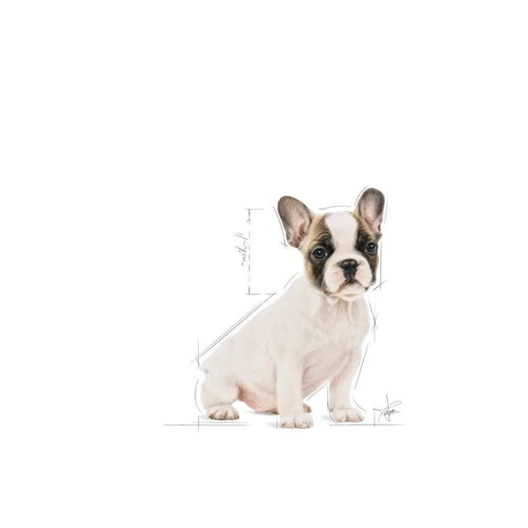 Royal Canin French Bulldog Puppy Yavru Köpek Maması 3 Kg - Resim 3