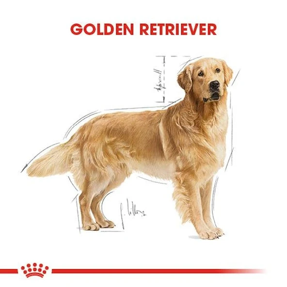 Royal Canin Golden Retriever Adult Yetişkin Köpek Maması 12 Kg - Resim 7