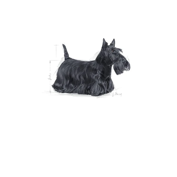 Royal Canin CCN Mini Dermacomfort Adult Küçük Irk Yetişkin Köpek Maması 3 Kg - 3