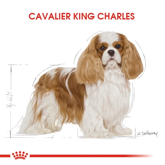 Royal Canin Cavalier King Charles Adult Yetişkin Köpek Maması 1,5 Kg - Resim 3