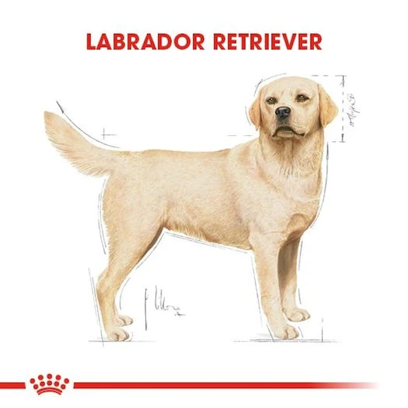 Royal Canin Labrador Retriever Adult Yetişkin Köpek Maması 12 Kg - Resim 7