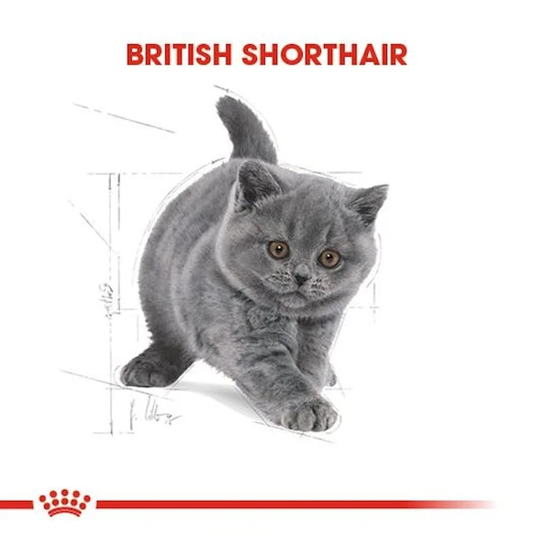 Royal Canin British Shorthair Kitten Yavru Kedi Maması 2 Kg - Resim 8
