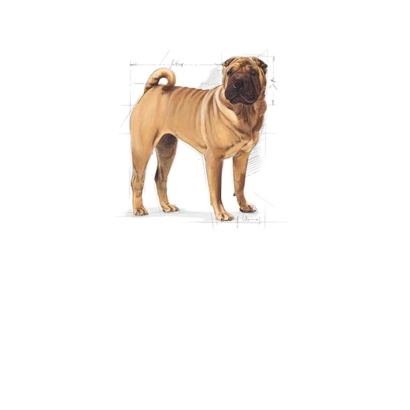 Royal Canin Medium Dermacomfort Adult Yetişkin Köpek Maması 12 Kg - 3
