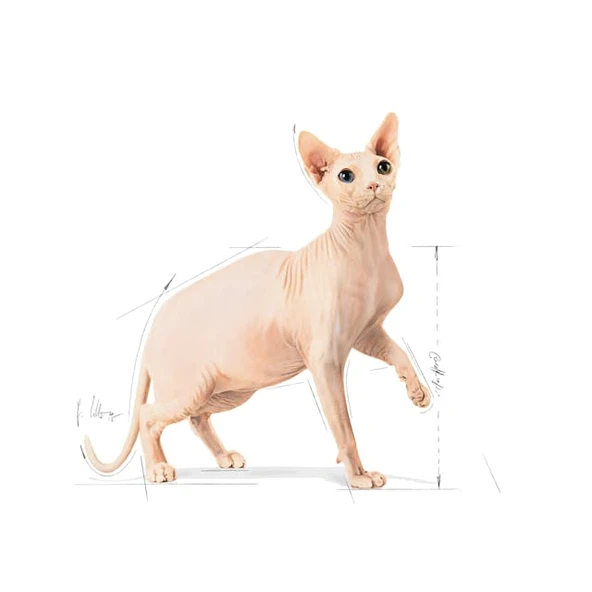 Royal Canin Sphynx Adult Tüysüz Yetişkin Kedi Maması 2 Kg - 3