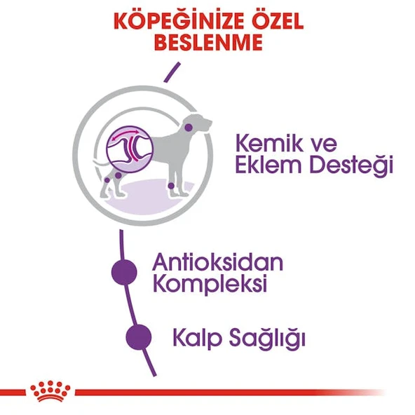 Royal Canin Giant Adult Dev Irk Yetişkin Köpek Maması 15 Kg - Resim 8