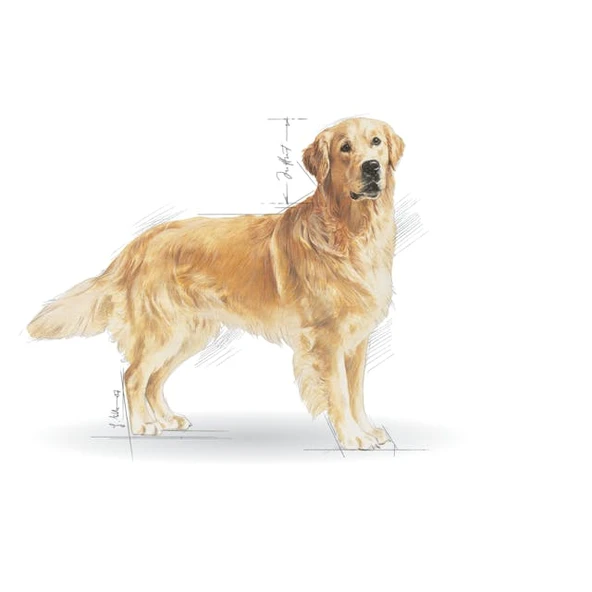 Royal Canin Golden Retriever Adult Yetişkin Köpek Maması 12 Kg - Resim 3