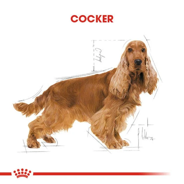 Royal Canin Cocker Adult Yetişkin Köpek Maması 3 Kg - Resim 7