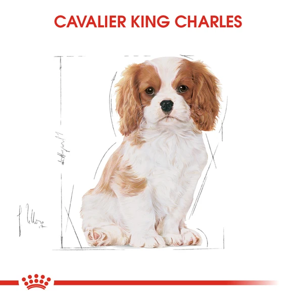 Royal Canin Cavalier King Charles Puppy Yavru Köpek Maması 1,5 Kg - Resim 3