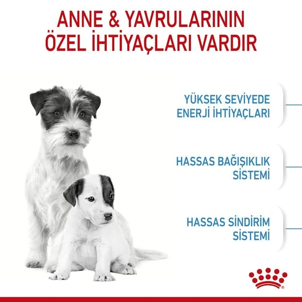Royal Canin Mini Starter Küçük Irk Anne ve Yavru Köpek Maması 4 Kg - Resim 4
