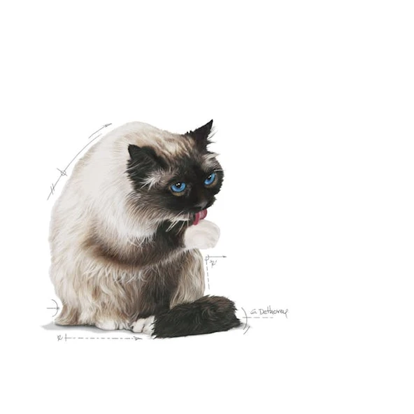 Royal Canin Hairball Care Tüy Yumağı Önleyici Kedi Maması 2 Kg - 3