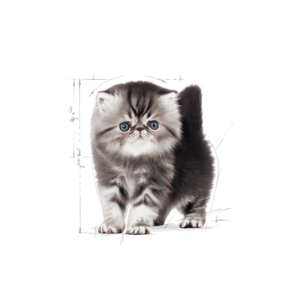 Royal Canin Persian Kitten Yavru İran Kedi Maması 2 Kg - Resim 3