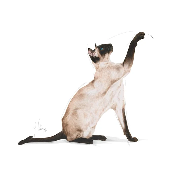 Royal Canin Siamese Siyam Kedilerine Özel Mama 2 Kg - Resim 3