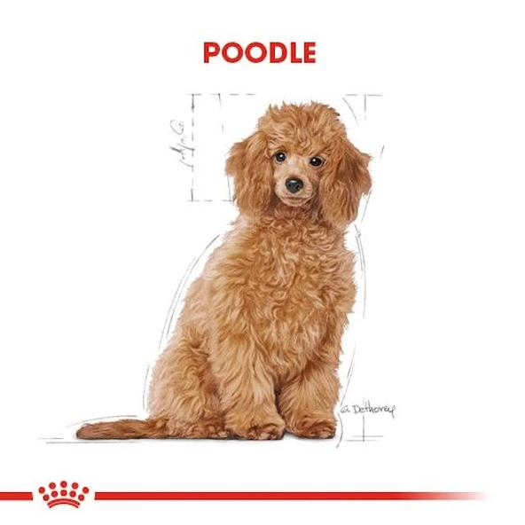 Royal Canin Poodle Puppy Yavru Köpek Maması 3 Kg - Resim 8