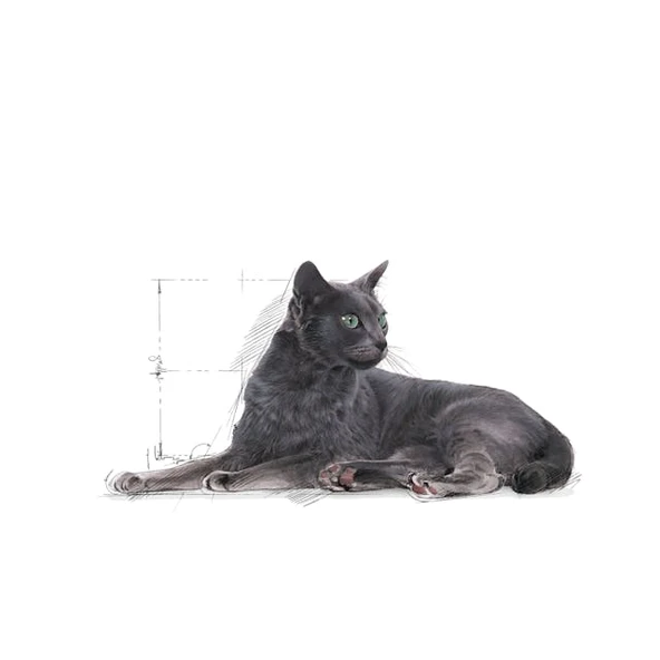 Royal Canin Sterilised 7+ Kısırlaştırılmış Yaşlı Kedi Maması 3.5 Kg - 3