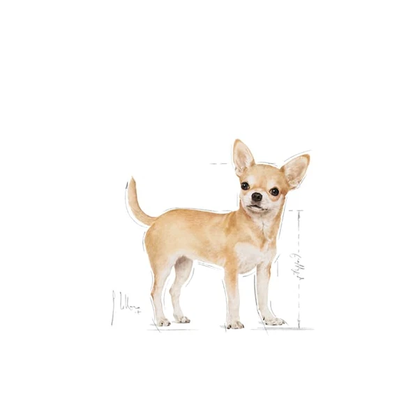 Royal Canin Chihuahua Adult Yetişkin Köpek Maması 1,5 Kg - Resim 3