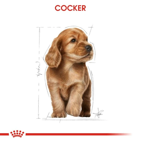 Royal Canin Cocker Junior Puppy Yavru Köpek Maması 3 Kg - Resim 8