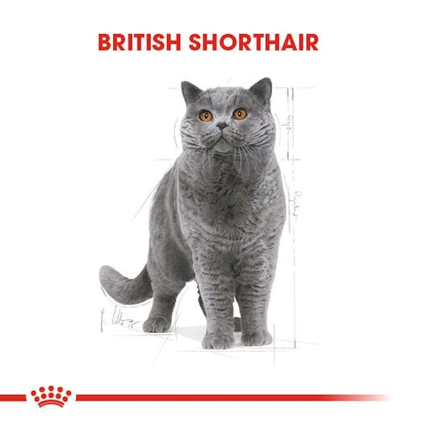 Royal Canin British Shorthair Adult Yetişkin Kedi Maması 2 Kg - Resim 8