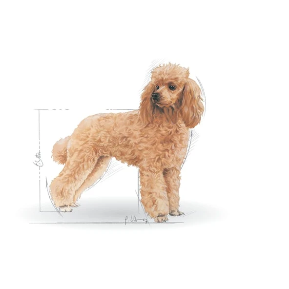 Royal Canin Poodle Adult Yetişkin Köpek Maması 3 Kg - Resim 3