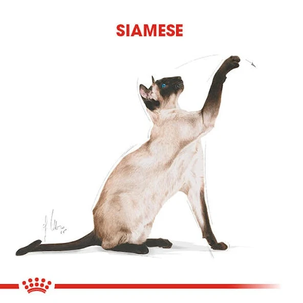 Royal Canin Siamese Siyam Kedilerine Özel Mama 2 Kg - Resim 8