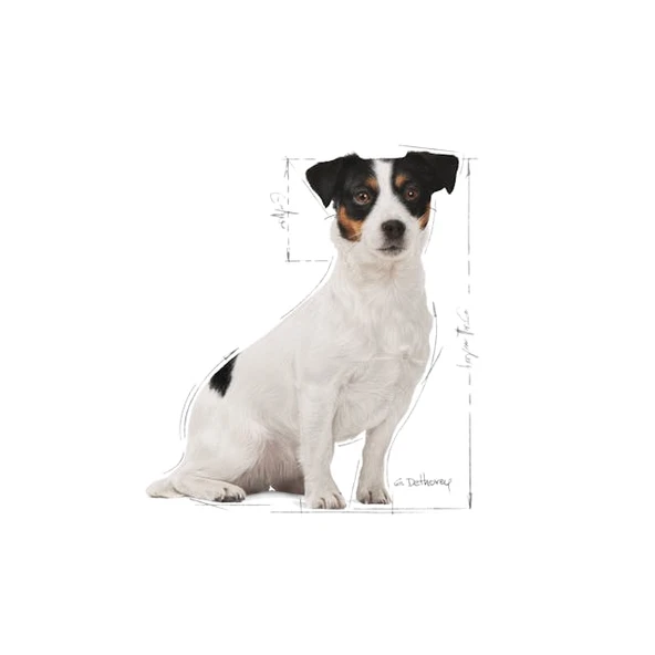 Royal Canin Mini Adult 8+ Küçük Irk Yetişkin Yaşlı Köpek Maması 2 Kg - 3