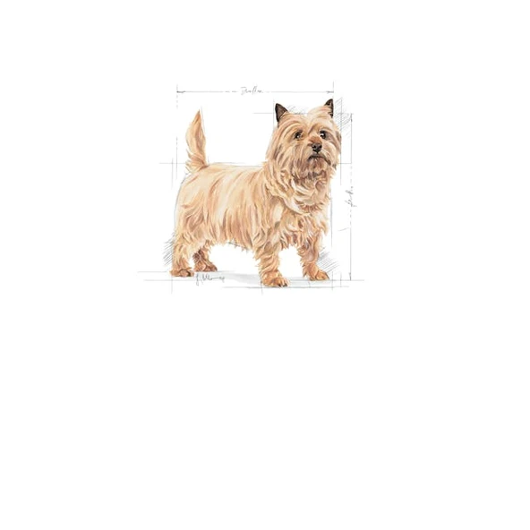 Royal Canin Mini Light Weight Care Küçük Irk Diyet Köpek Maması 3 Kg - 3