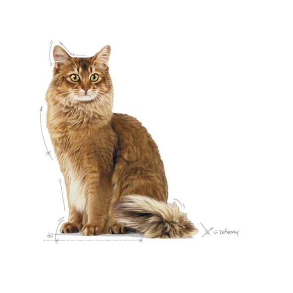 Royal Canin Light Weight Care Diyet Kedi Maması 8 Kg - 3