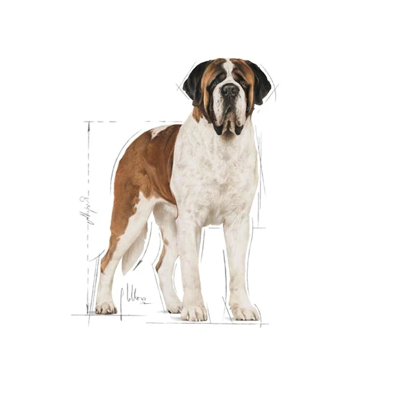 Royal Canin Giant Adult Dev Irk Yetişkin Köpek Maması 15 Kg - 3