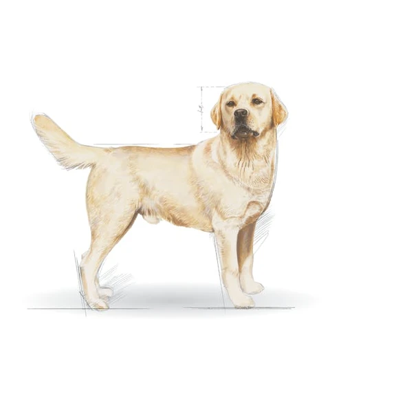 Royal Canin Labrador Retriever Adult Yetişkin Köpek Maması 12 Kg - Resim 3