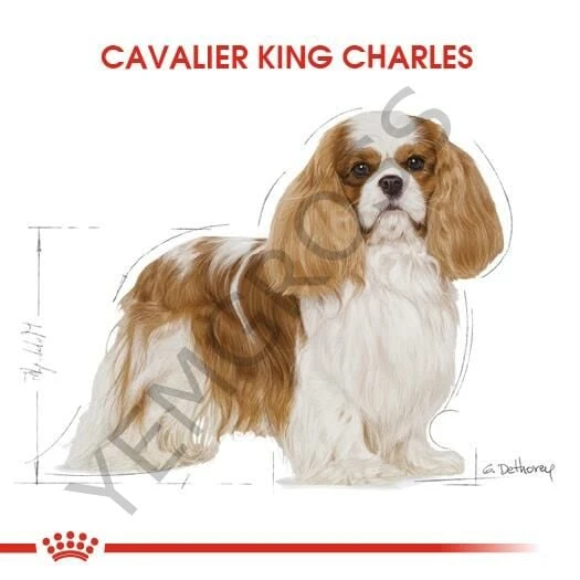Royal Canin Cavalier King Charles Adult Yetişkin Köpek Maması 3 Kg - Resim 4