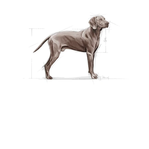 Royal Canin Maxi Dermacomfort Adult Yetişkin Köpek Maması 12 Kg - 3